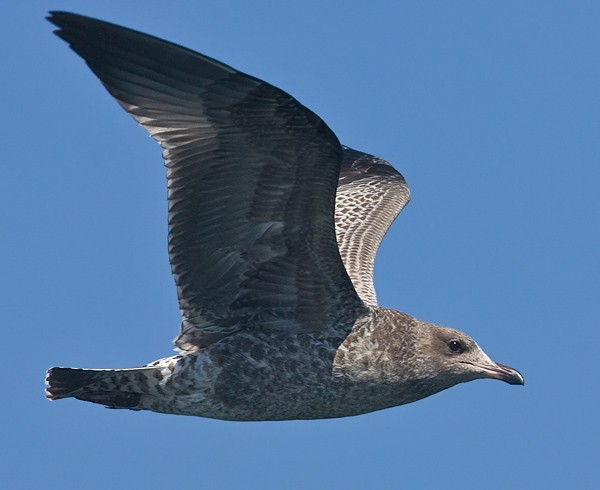 California Gull